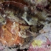 scorpionfish_leaf_mr_h_0020_yap0024.jpg